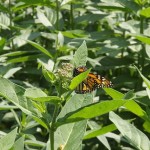 Disappearing Monarch