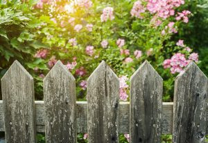 Wooden fence and flowers