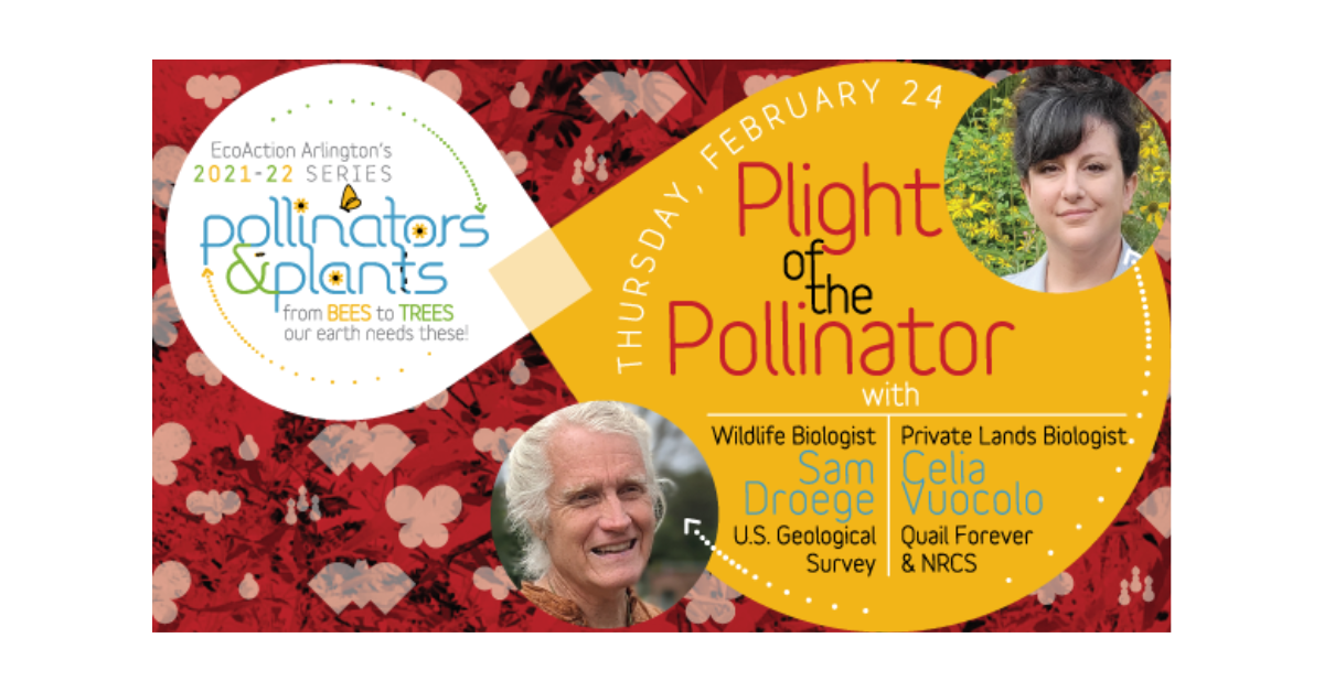 Plight of the Pollinator