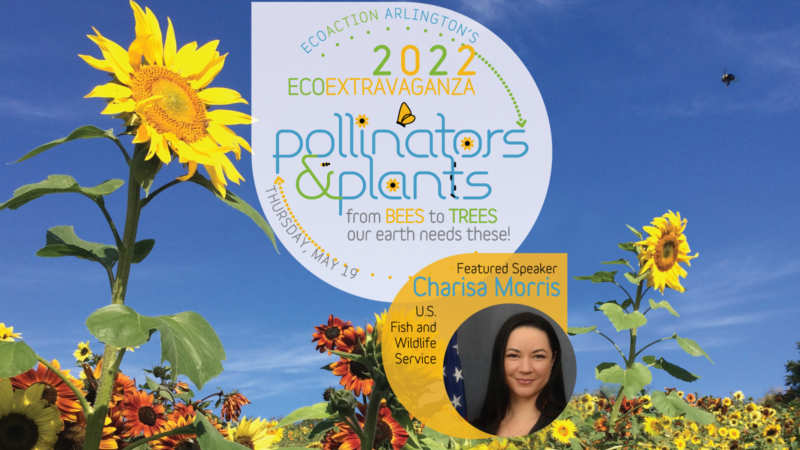 background of sunflower fiel a teardrop with the word EcoAction Arlington's 2022 EcoExtravaganza pollinators & plants from bees to trees our earth needs these Thursdy May 19 another yellow tear drop graphic with text featured speaker Charisa Morris U.S. Fish and Wildlife Service a headshot photo of Charisa Morris smiling with a partial view of stars from the American flag